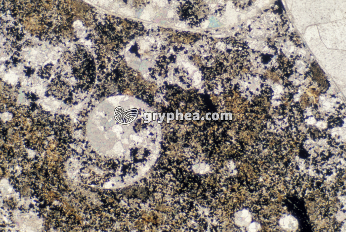 Schiste à ammonites LPA x10 - gryphea.org